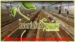 Merediam seed company